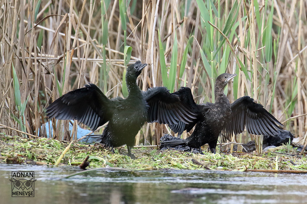 Pygmy Cormorant